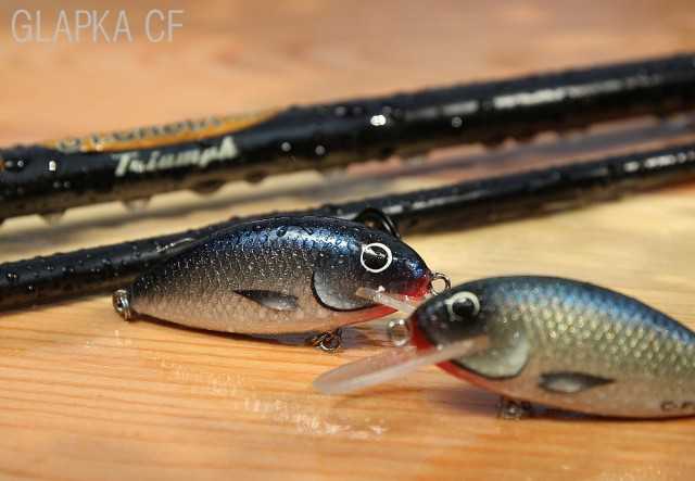 wobler na klenie Tomasz miernik